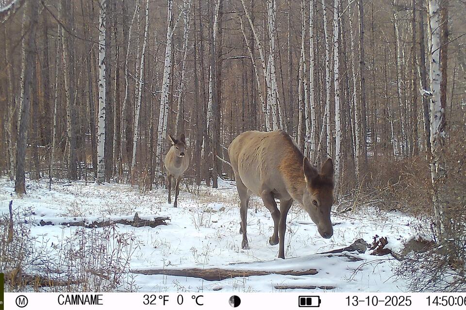 Звериный хит-парад запечатлела фотоловушка в Сохондинском заповеднике