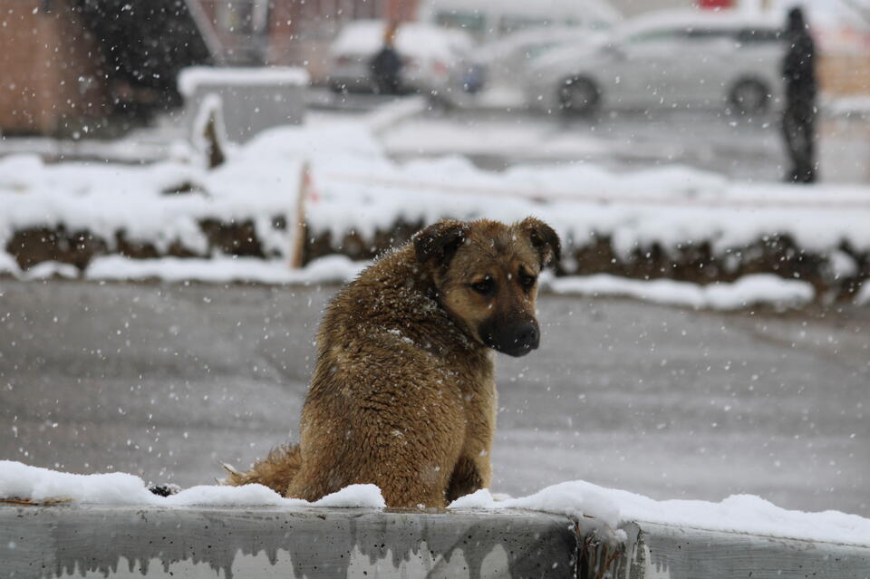 Иркутская компания «Пять звёзд» продолжит ловлю собак в краевой столице