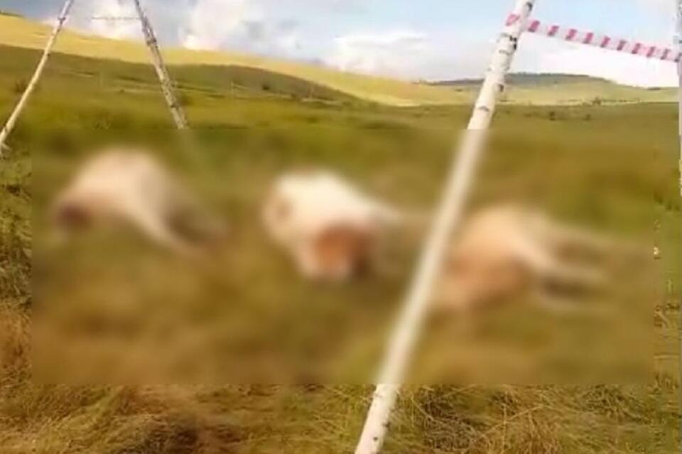 Коров убило током в Сретенском районе