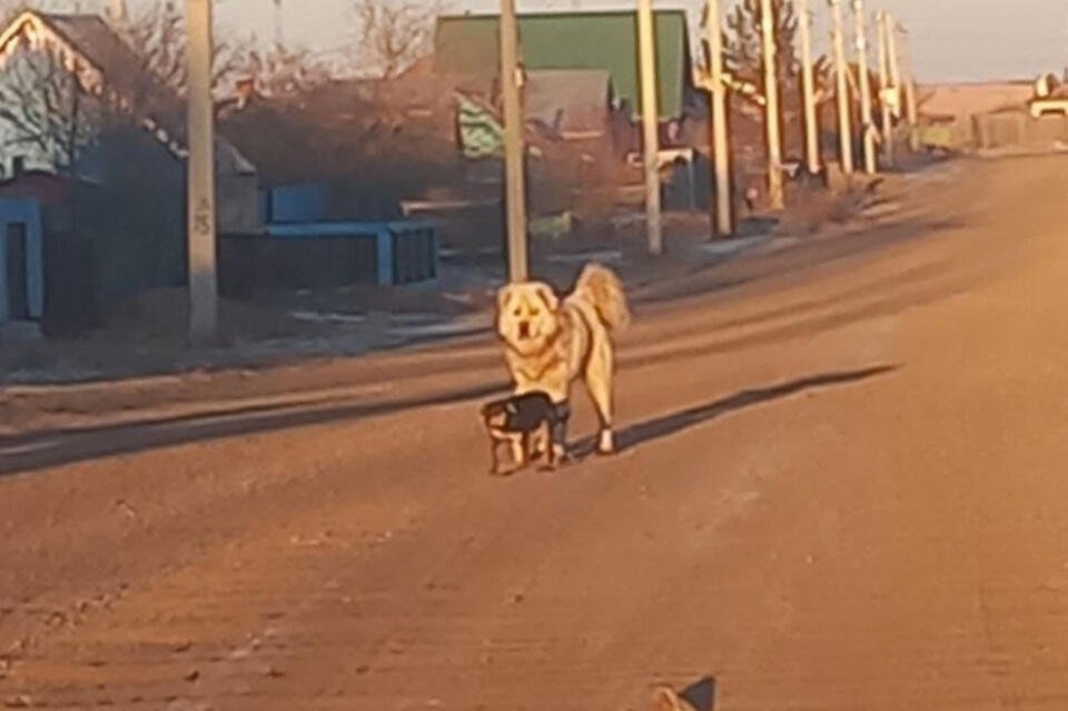 Огромную собаку поймали в Борзе