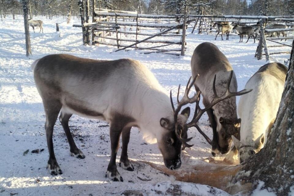 Поголовье северных оленей в Забайкалье на подъеме