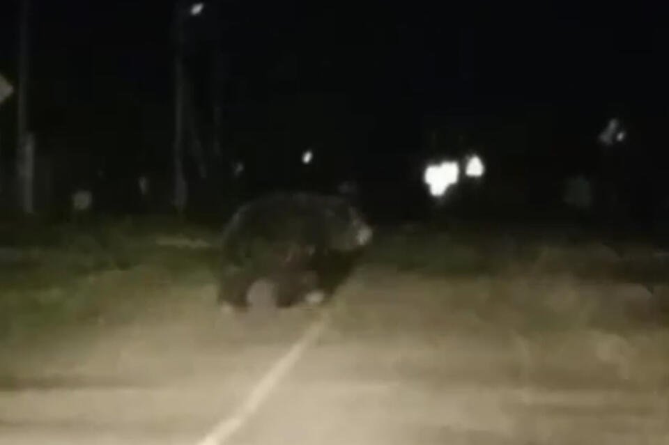 В Кыре медведь вышел к людям