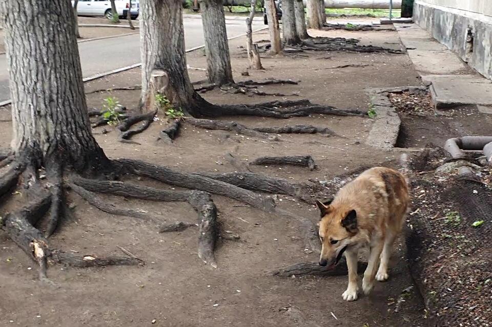 Более 300 агрессивных собак находятся в читинском приюте
