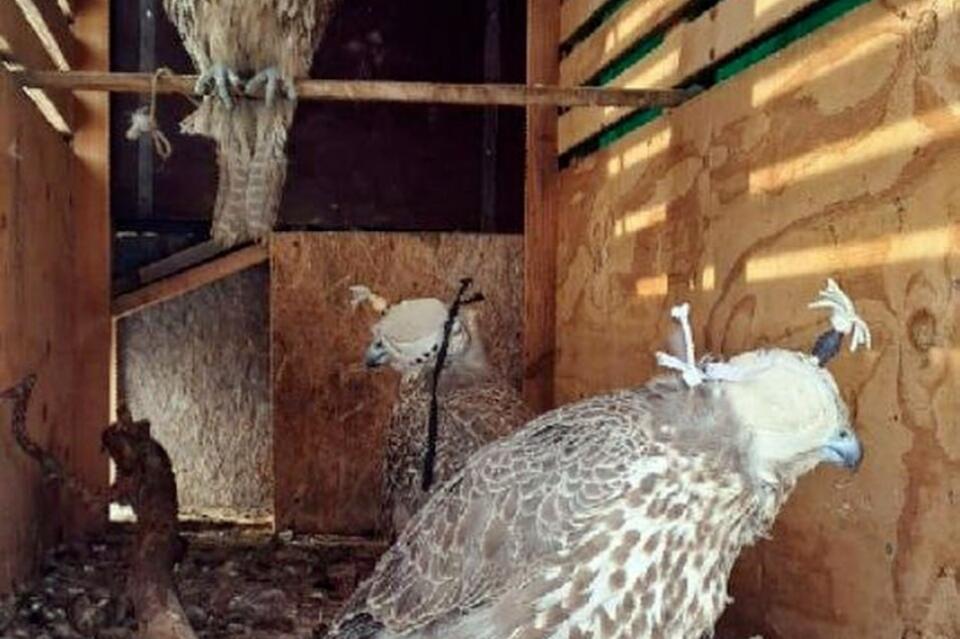 В суд переданы дела о незаконном обороте краснокнижных птиц в Забайкалье