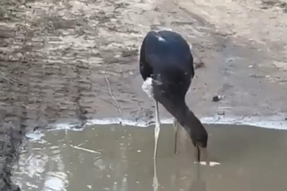 Краснокнижную птицу заметили в заказнике «Агинская степь»