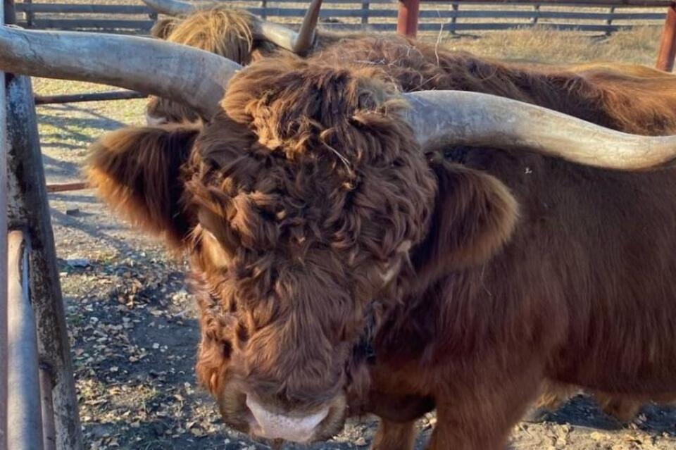 Шотландская корова стала талисманом баскетболистов из Читы
