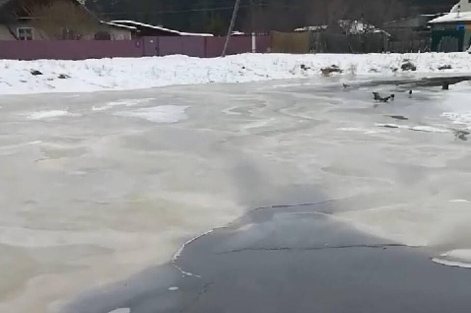 «Запах дикий!»: огромное фекальное болото уже семь лет разливается у жилых домов в Дровянной