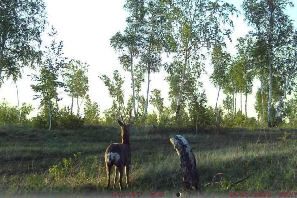 Косуля попала в объектив фотоловушки в Дульдургинском районе