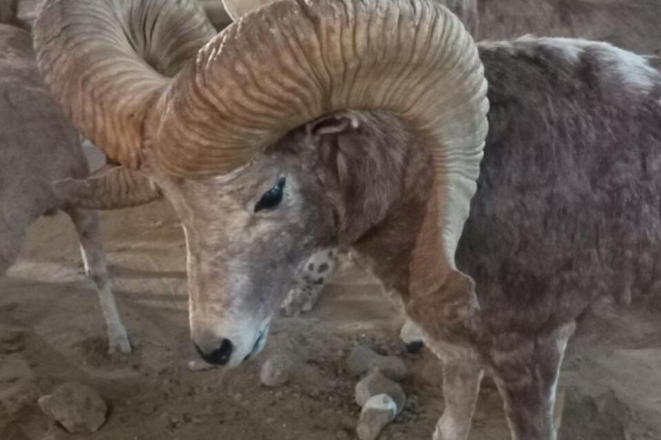Экологи из Забайкалья изучили опыт сохранения редких животных в Монголии