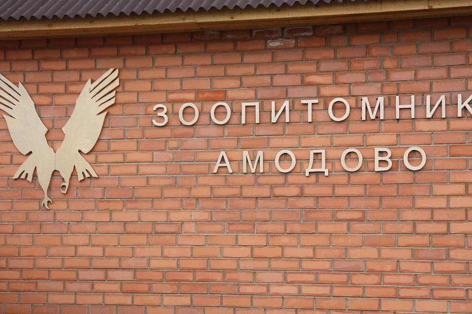Зоопарк «Амодово» нуждается в серьёзной реконструкции – Левкович