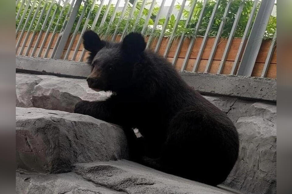 Гималайскому медведю Айсару привезли невесту из Забайкалья