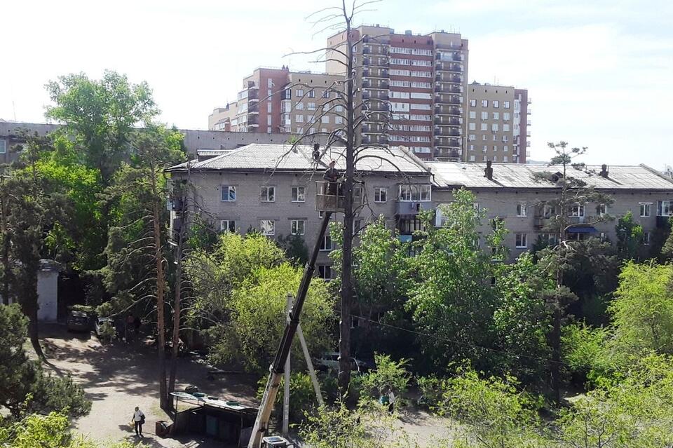 Опасные деревья спилили во дворе домов на Журавлева