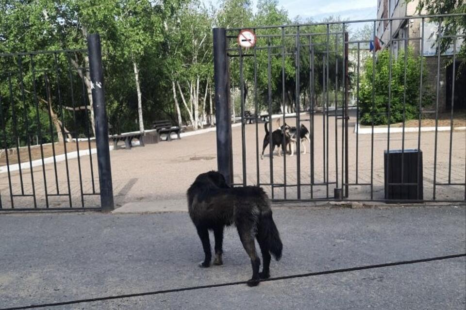 Бездомных собак заметили на территории школы в Чите
