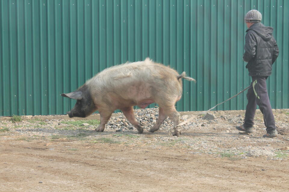 В Чите сняли запрет на свиней