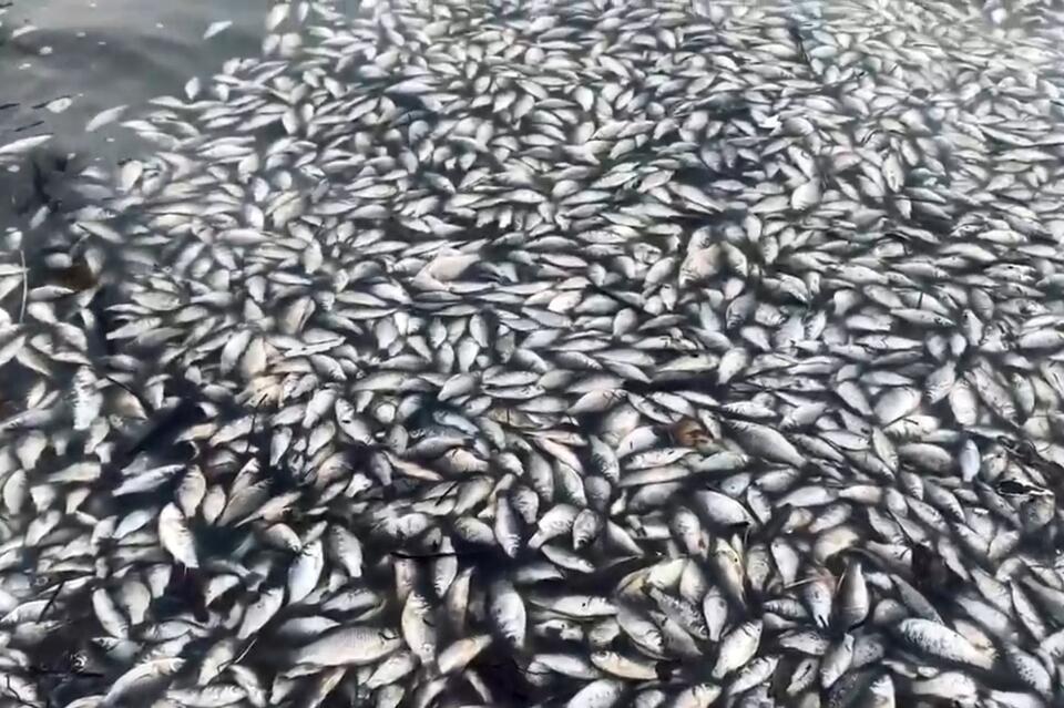 Рыбохрана прокомментировала ситуацию с мёртвой рыбой в реке Оленгуй
