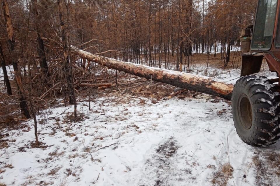 В Цасучейском лесничестве мужчина незаконно вырубил лес на 8,4 млн рублей