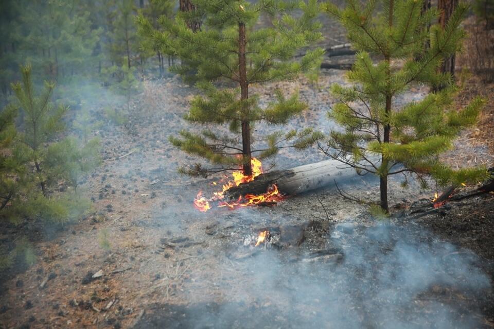 Забайкальский край пожары сегодня новости. Лесные пожары Забайкальского края. Пожары в лесу Забайкальского края. Защита леса от пожара. Верховые пожары Забайкальский край.