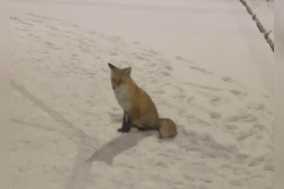 Лису заметили в селе Забайкалья