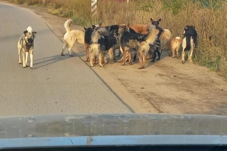 В Кыре отловили 20 ничейных собак