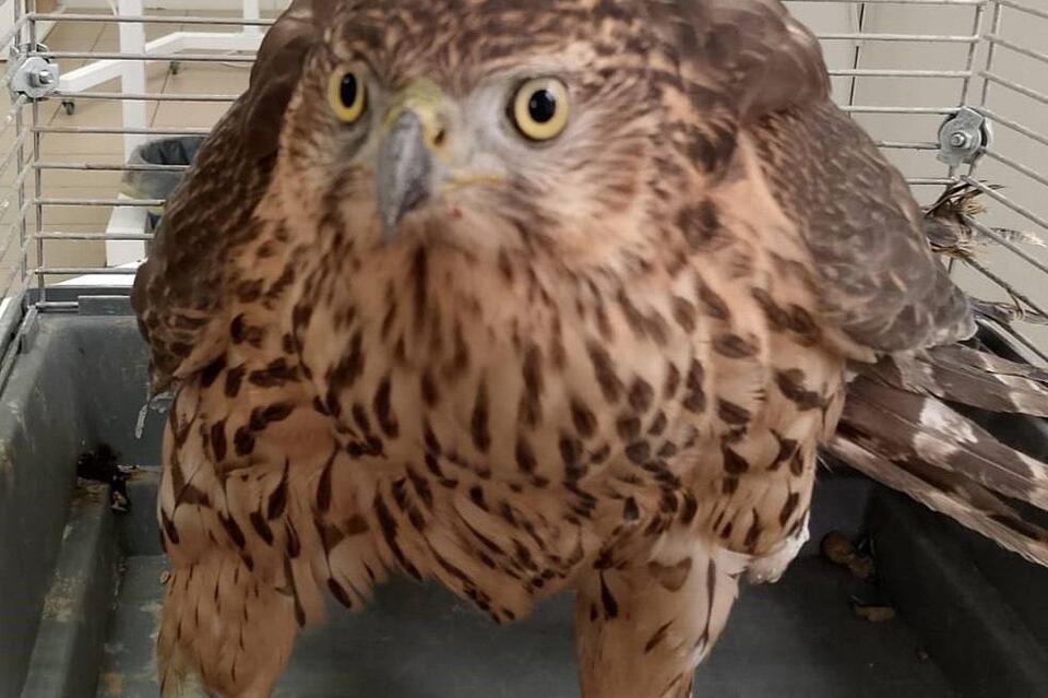 Жительница Забайкалья спасла ястреба