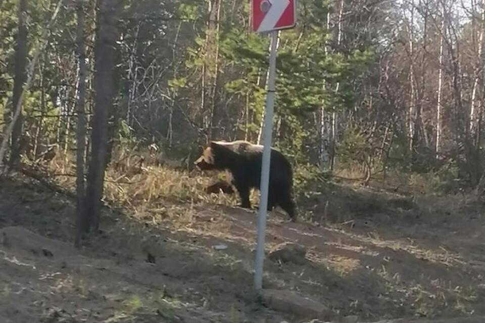 Медведь выскочил на дорогу в Бурятии