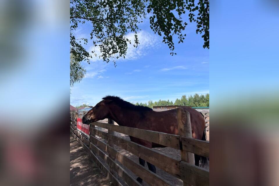 В Чите разгорается скандал из-за фермы возле детского сада
