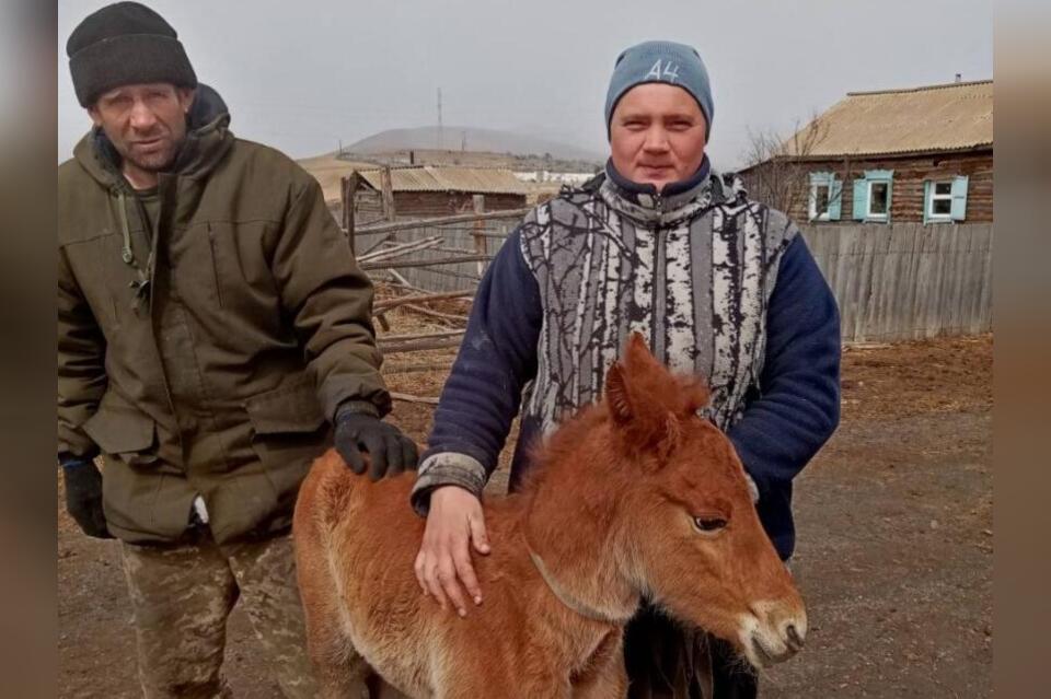 Провалившегося в колодец жеребёнка спасли в Оловянной