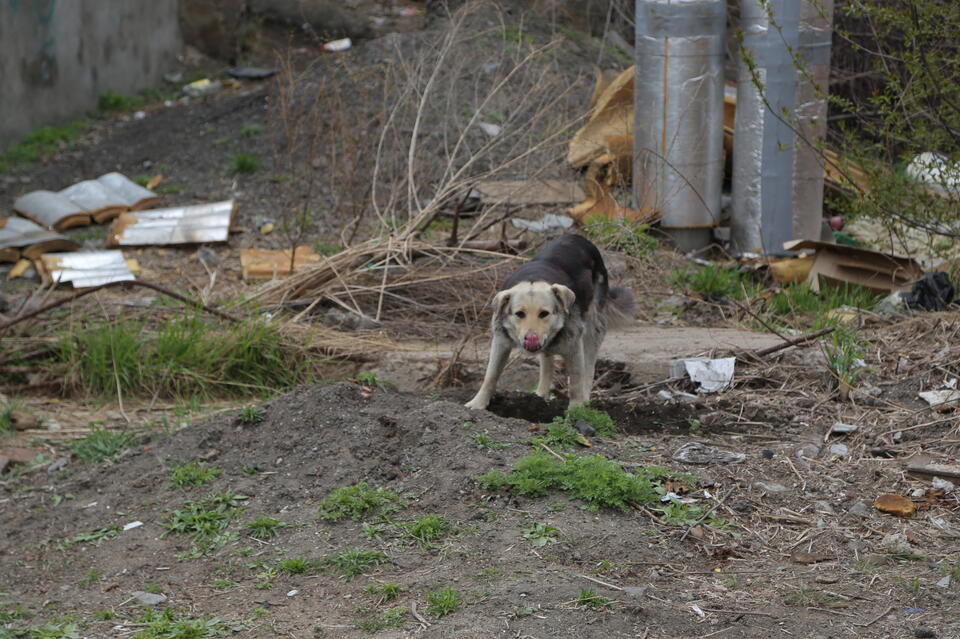 В Астраханской области стая бродячих собак насмерть загрызла мужчину