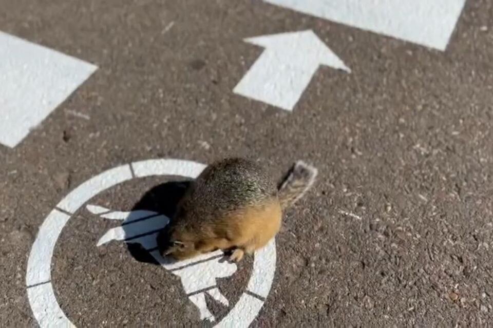 В России появился первый пешеходный переход для сусликов