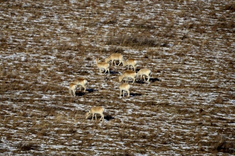 Дзеренов пересчитали в Даурском заповеднике