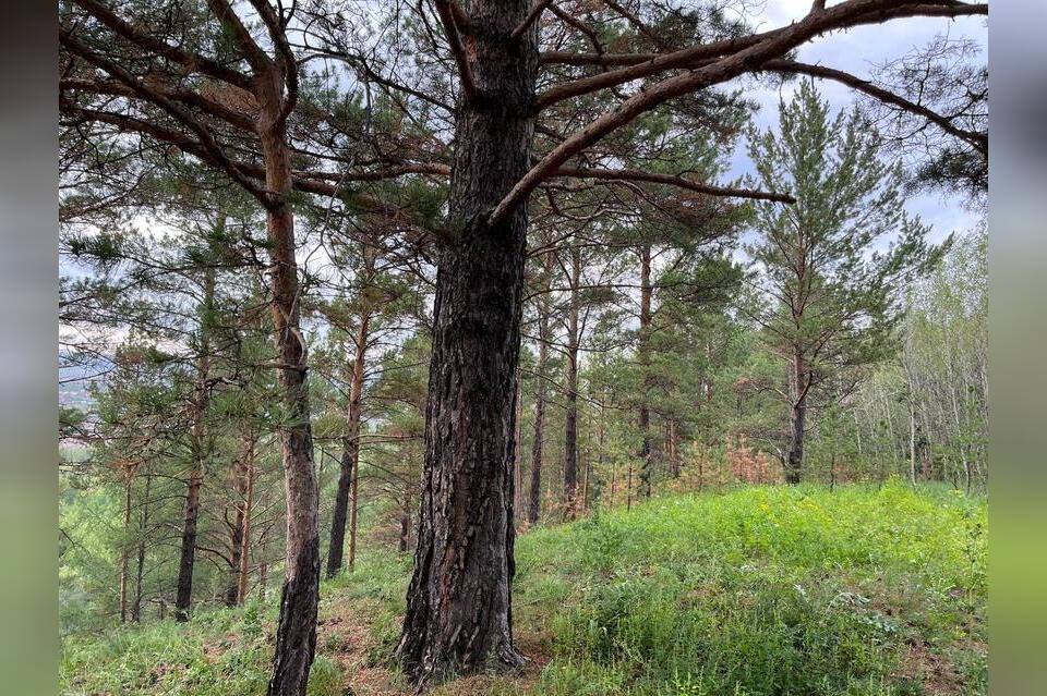 Более 400 протоколов составили лесные инспекторы