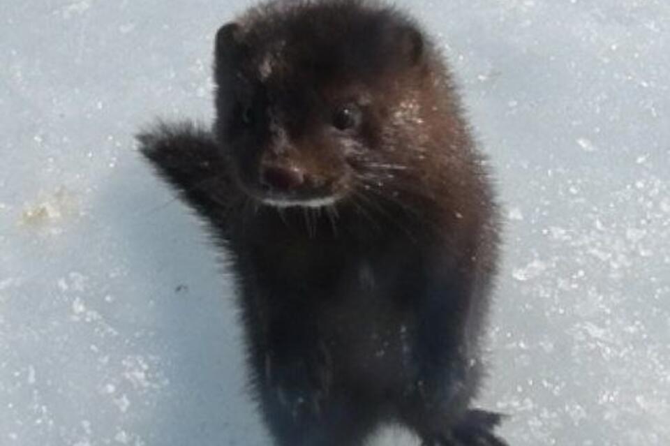 Любопытного зверька заметили в заказнике «Джилинский»