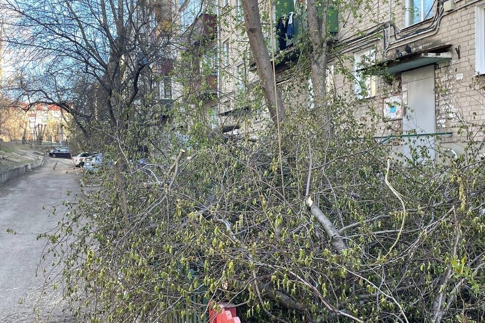 Жители дома в Сосновом бору так и не добились обрезки деревьев