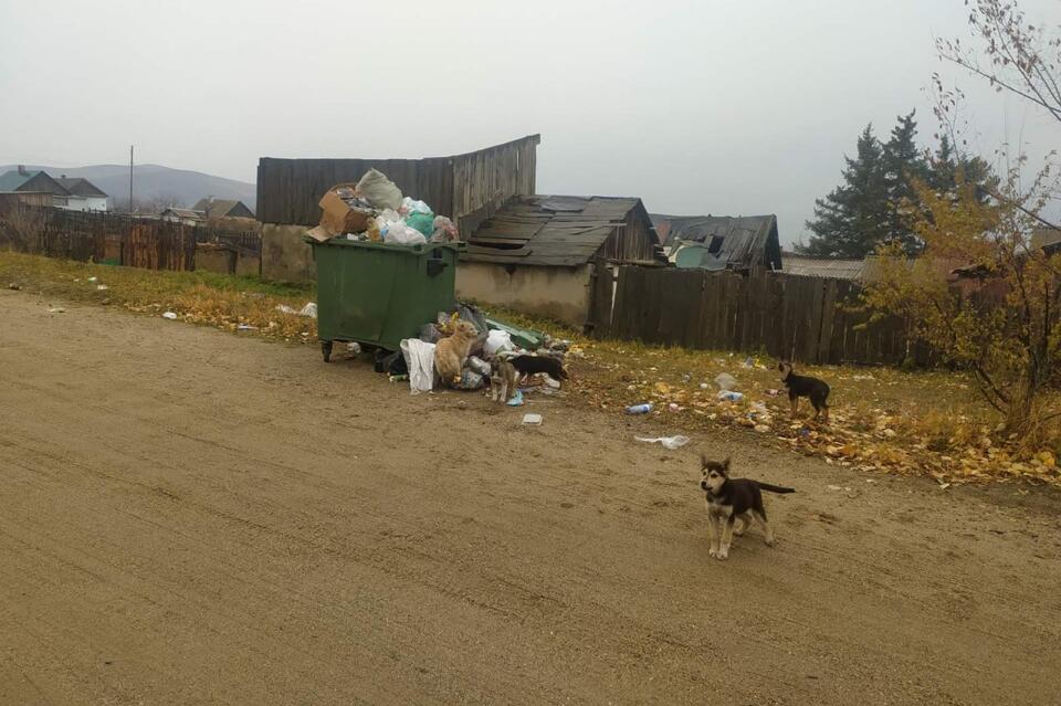 Собаки оккупировали ещё один посёлок в Забайкалье