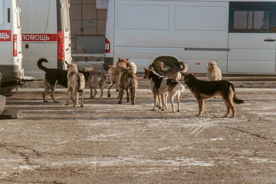 Стая бродячих собак поселилась в центре Читы