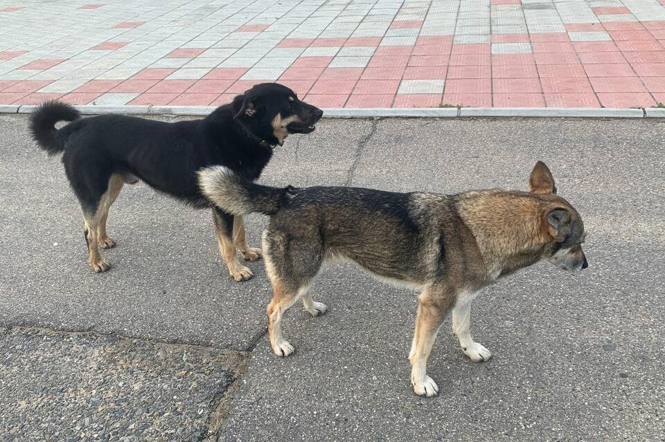Бастрыкин заинтересовался бездомными собаками в Краснокаменске