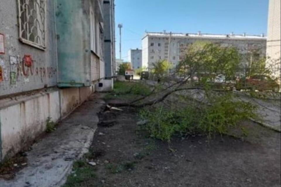 Деревья срубили под корень в 1 мкр Читы