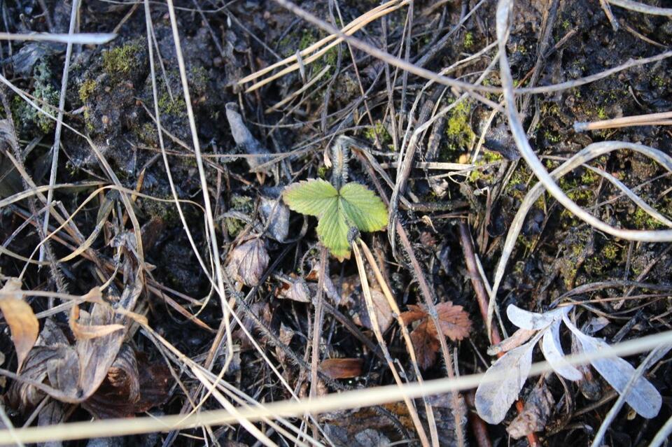 Стало известно, какая погода будет в Забайкалье 9 мая