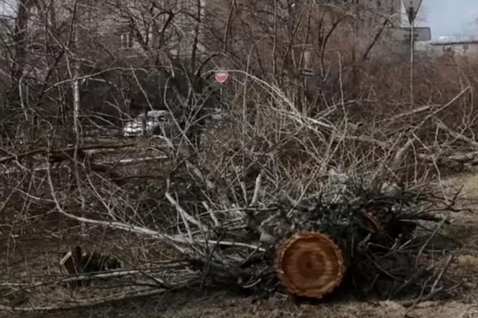 Прокуратура проверит правомерность вырубки деревьев на аллее Горького в Чите