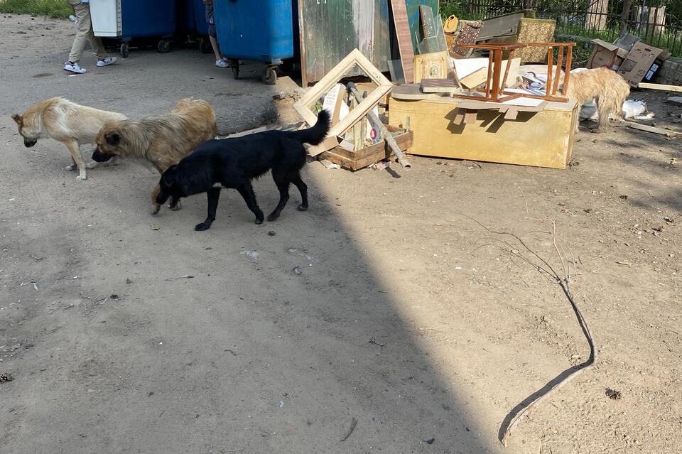 Собаки разносят свалку мусора на Кайдаловской по всему району