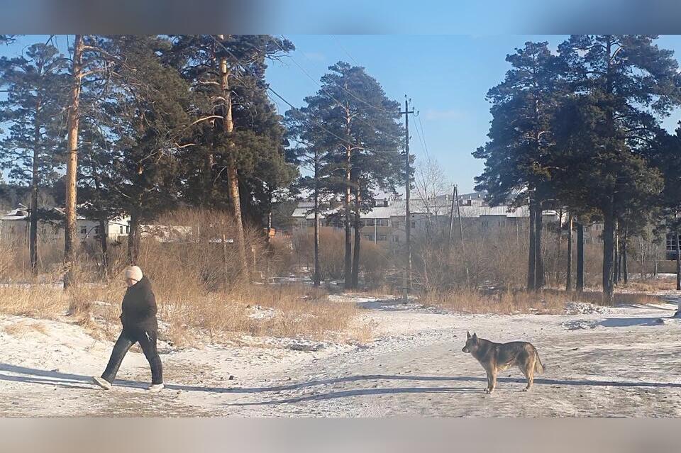 Собаки пикетировали мэрию города