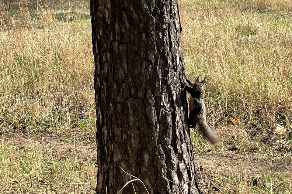Живодер завелся в Чите (18+)