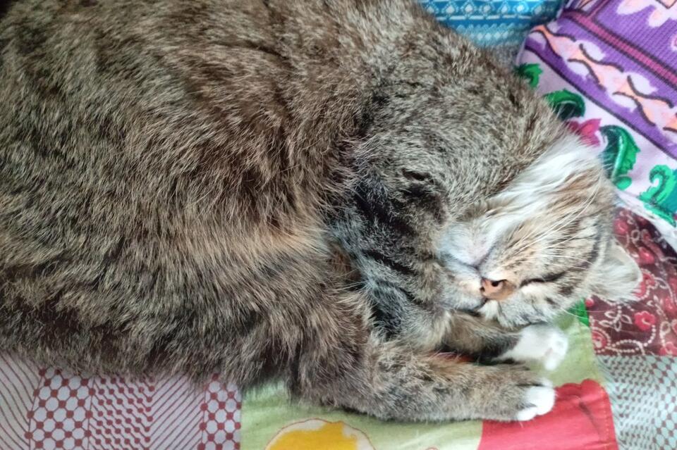 В доме фольклора села Новосалия поселился пушистый сотрудник