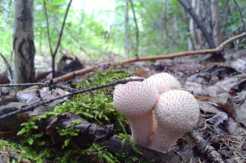 Большинство опрошенных забайкальцев любят собирать грибы