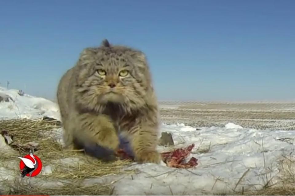 Москвичи попытались найти в Забайкалье манулов