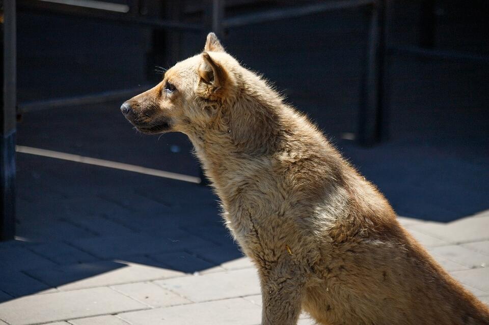 Свора собак грызёт от голода упавший столб в центре Читы
