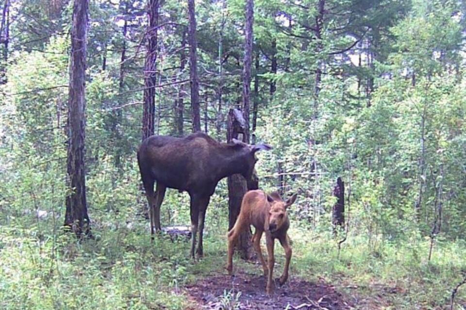 Подросшие лосята попали в объектив фотокамеры в заказнике «Олдондинский»