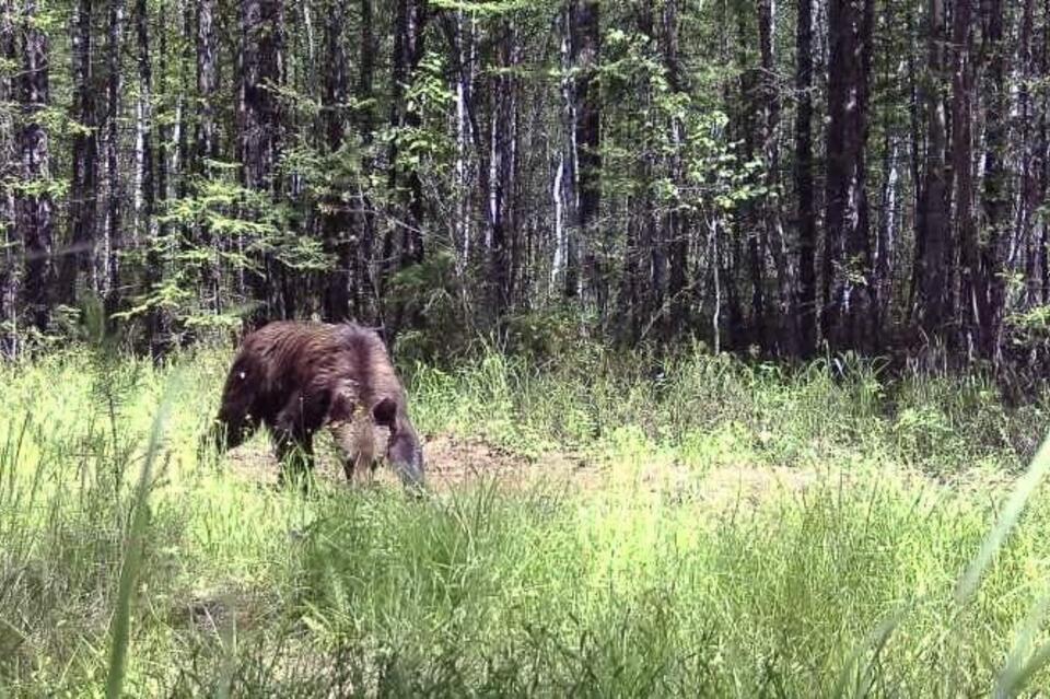 Медведь, косули и волк попали в объектив фотоловушки