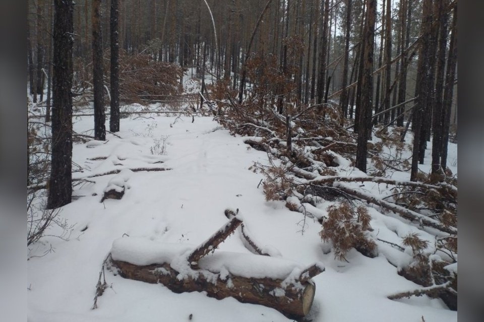 Почти 50 случаев незаконной рубки деревьев выявили в Забайкалье
