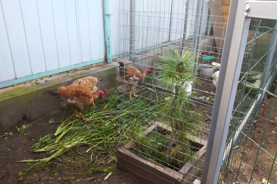 Госветслужба Забайкалья попросила хозяйства соблюдать меры для предотвращения гриппа у птиц